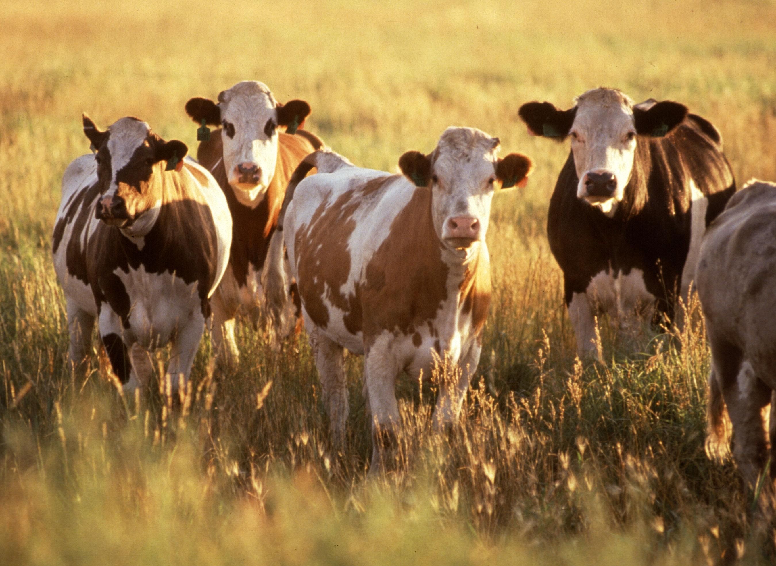 Herd consulting