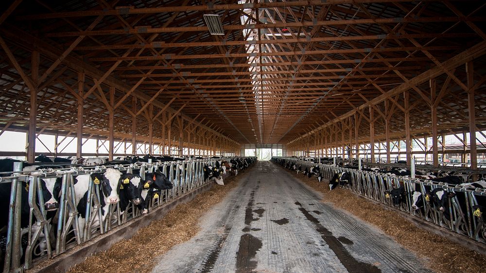 Cow-calf programs