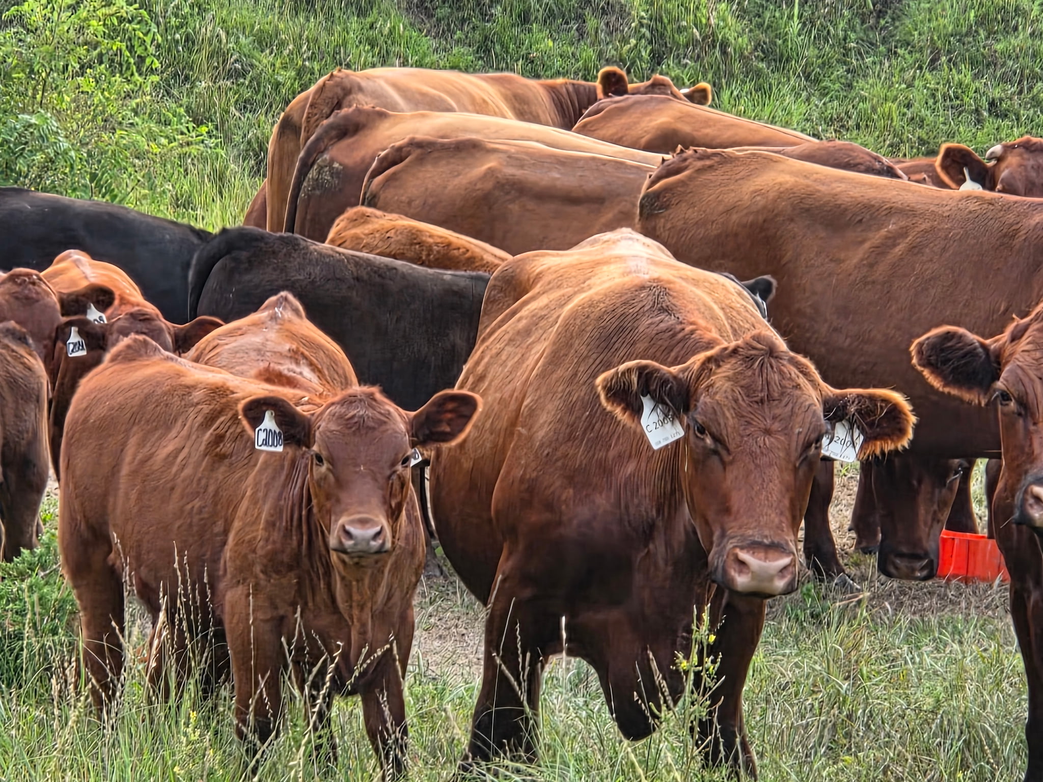 River Junction cattle in Nebraska pasture